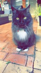Lost Male Cat last seen Roleystone , Roleystone, WA 6111