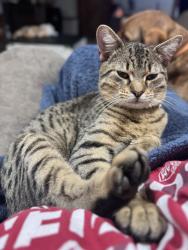 Lost Male Cat last seen 63rd & Dobbs in Harrah, Harrah, OK 73045