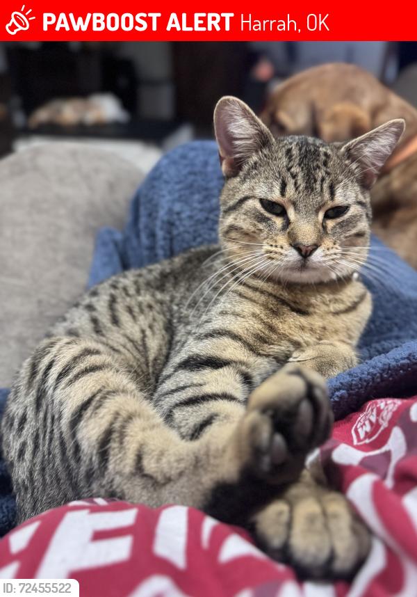 Lost Male Cat last seen 63rd & Dobbs in Harrah, Harrah, OK 73045