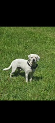 Lost Male Dog last seen County road 5 , West Columbia, TX 77486
