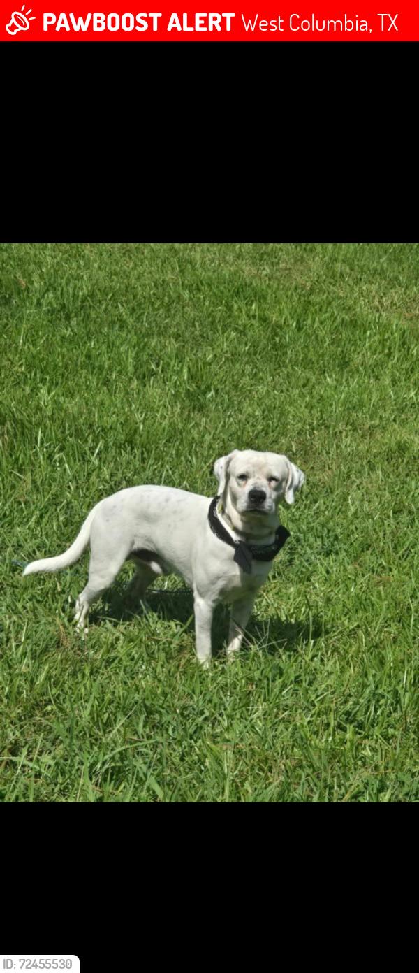 Lost Male Dog last seen County road 5 , West Columbia, TX 77486