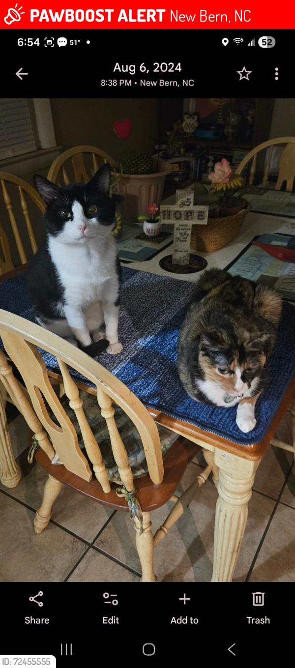 Lost Male Cat last seen Hunters Road New Bern, NC, New Bern, NC 28562