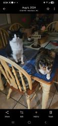 Lost Male Cat last seen Hunters Road New Bern, NC, New Bern, NC 28562