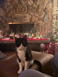 Lost Male Cat last seen queen street, Fort Worth, TX 76103