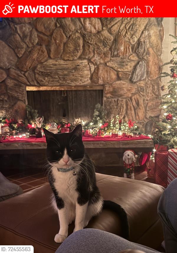 Lost Male Cat last seen queen street, Fort Worth, TX 76103