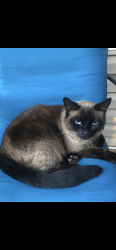 Lost Female Cat last seen Oak Hill Elementary & The Falls at Butler Bridge Rd, Oak Hill, GA 30016