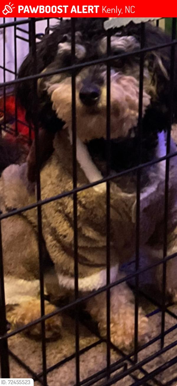 Lost Male Dog last seen 7th Street Kenly nc 27542, Kenly, NC 27542
