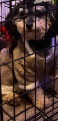 Lost Male Dog last seen 7th Street Kenly nc 27542, Kenly, NC 27542