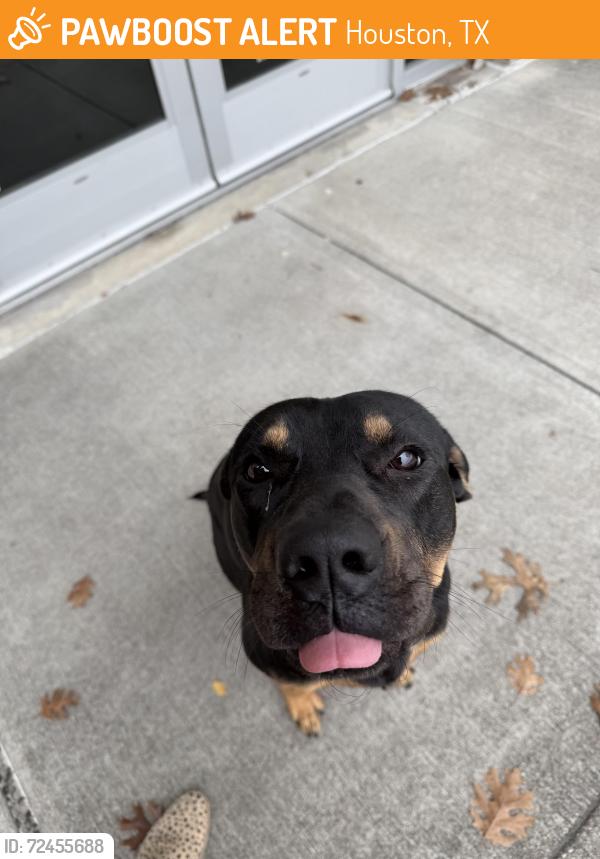 Houston, TX Stray Male Dog Found Near Airport blvd | PawBoost