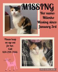 Lost Female Cat last seen E Maryland Ave Crewe VA , Crewe, VA 23930