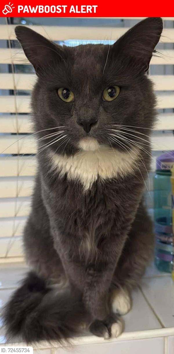 Lost Male Cat last seen Bushbarns , Cheshunt, England EN7 6EE
