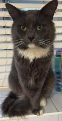 Lost Male Cat last seen Bushbarns , Cheshunt, England EN7 6EE
