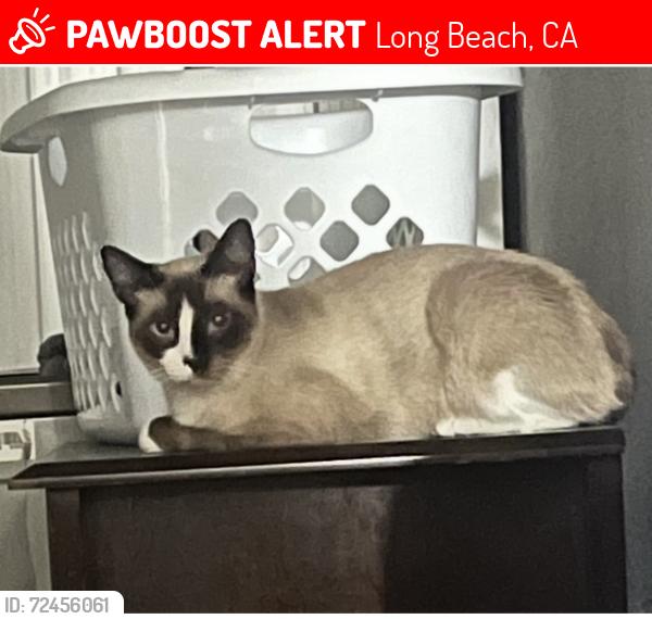 Lost Male Cat last seen Long Beach bulevard, Long Beach, CA 90805