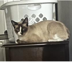 Lost Male Cat last seen Long Beach bulevard, Long Beach, CA 90805
