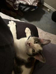 Lost Male Cat last seen Ridgewood st, College Station, TX 77845