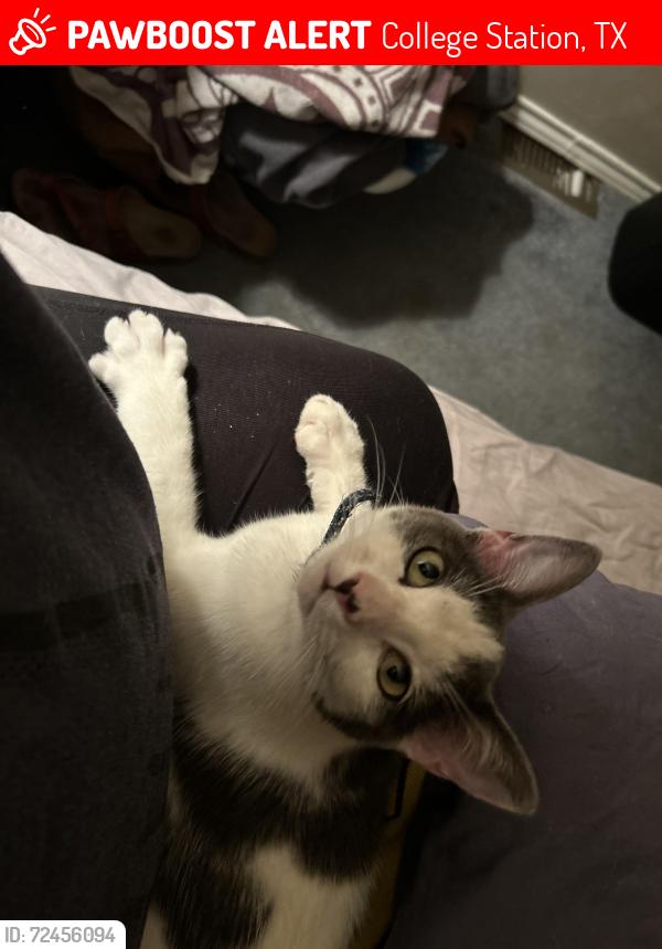 Lost Male Cat last seen Ridgewood st, College Station, TX 77845