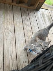 Lost Female Cat last seen Hickory Highway , Statesville, NC 28677