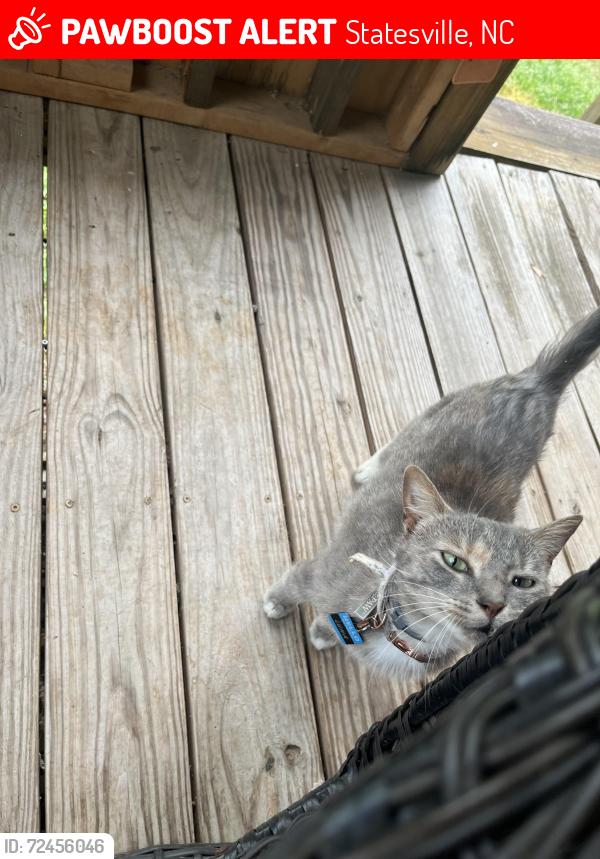 Lost Female Cat last seen Hickory Highway , Statesville, NC 28677