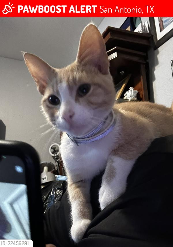 Lost Male Cat last seen Rosemont of Highland Park apmts on RIGSBY AVE , San Antonio, TX 78210