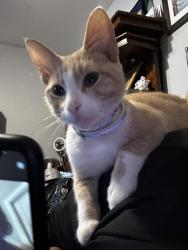 Lost Male Cat last seen Rosemont of Highland Park apmts on RIGSBY AVE , San Antonio, TX 78210