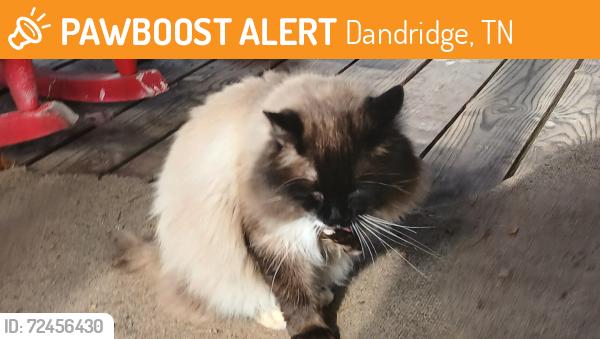 Found/Stray Unknown Cat last seen Sims Road, Dandridge, TN 37725