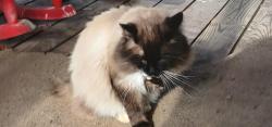 Found/Stray Unknown Cat last seen Sims Road, Dandridge, TN 37725
