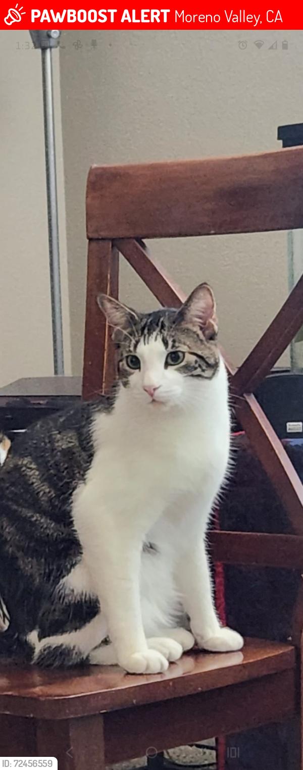 Lost Male Cat last seen Elder and tasman, Moreno Valley, CA 92555
