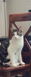 Lost Male Cat last seen Elder and tasman, Moreno Valley, CA 92555
