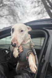 Reunited Unknown Dog last seen Fedral & Evolution, Denver, CO 80219