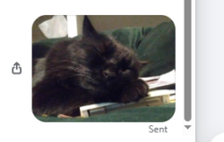 Lost Male Cat last seen N. 59th Ave & Nancy Rd Just north of Greenway Rd, Glendale, AZ 85306