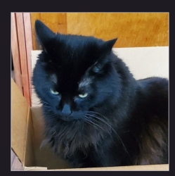 Lost Male Cat last seen SE Queenborough and Border Lane, McMinnville, OR 97128