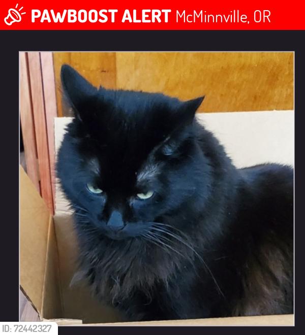 Lost Male Cat last seen SE Queenborough and Border Lane, McMinnville, OR 97128