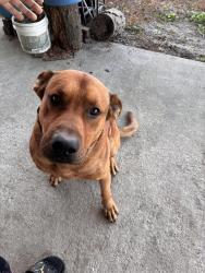 Lost Male Dog last seen Pole Pocosin Road, Pollocksville, NC 28573