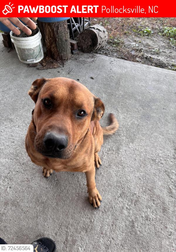 Lost Male Dog last seen Pole Pocosin Road, Pollocksville, NC 28573