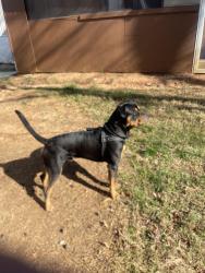 Lost Male Dog last seen Near US HYW 29N , Greensboro, NC 27405