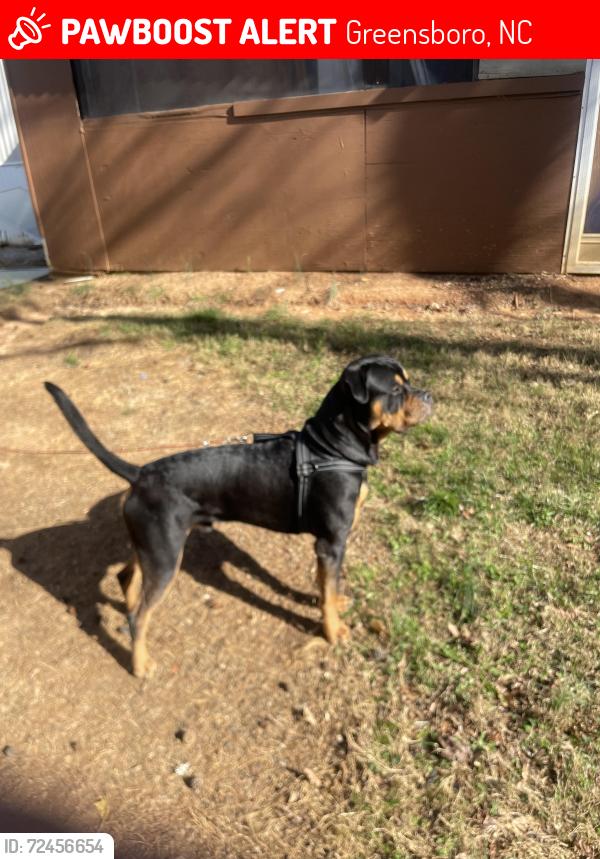 Lost Male Dog last seen Near US HYW 29N , Greensboro, NC 27405