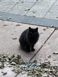 Found/Stray Unknown Cat last seen Via Baja, Lafayette, CA 94549