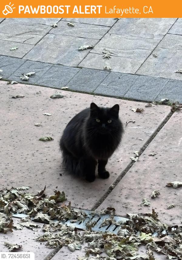 Found/Stray Unknown Cat last seen Via Baja, Lafayette, CA 94549