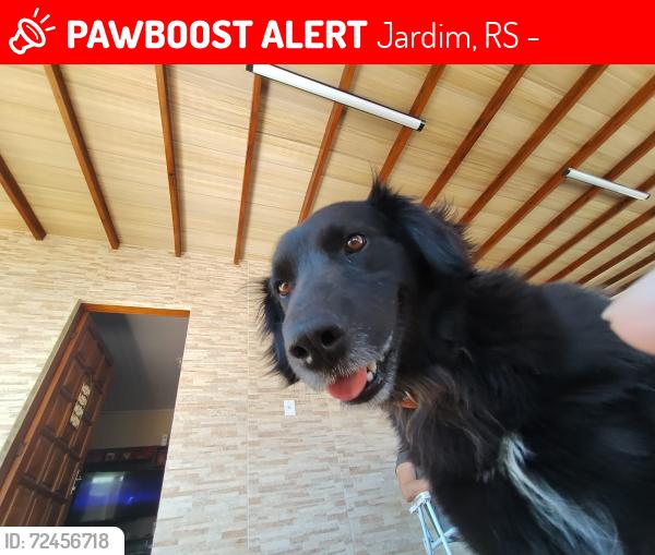 Lost Male Dog last seen Mariano canto, Jardim, RS 93222-110