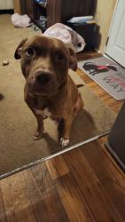 Lost Male Dog last seen Bladen Cir, Fayetteville, NC 28312
