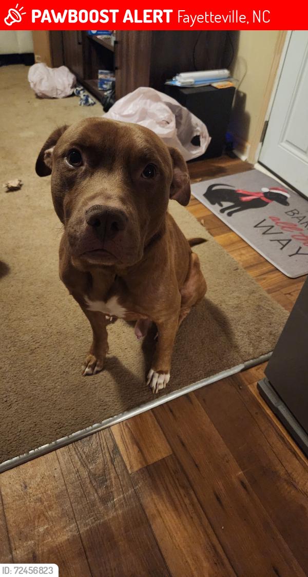 Lost Male Dog last seen Bladen Cir, Fayetteville, NC 28312