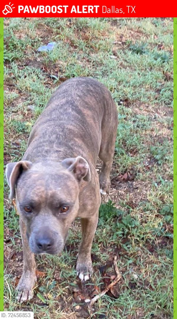 Lost Female Dog last seen Kiest and Illinois , Dallas, TX 75211