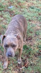 Lost Female Dog last seen Kiest and Illinois , Dallas, TX 75211
