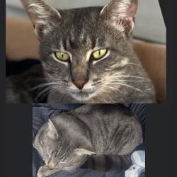 Lost Male Cat last seen Lawrence & Stephens, Center Line, MI, Center Line, MI 48015