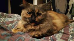 Lost Female Cat last seen Chambers St. N.E. and Mitchell Ave. N.E, Olympia, WA 98506