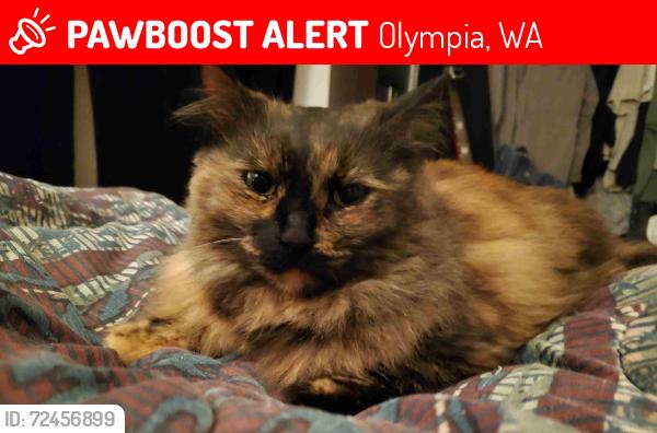 Lost Female Cat last seen Chambers St. N.E. and Mitchell Ave. N.E, Olympia, WA 98506