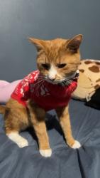 Lost Male Cat last seen W Union blvd and 5th Ave on the same side as Nitschmann middle school, Bethlehem, PA 18018