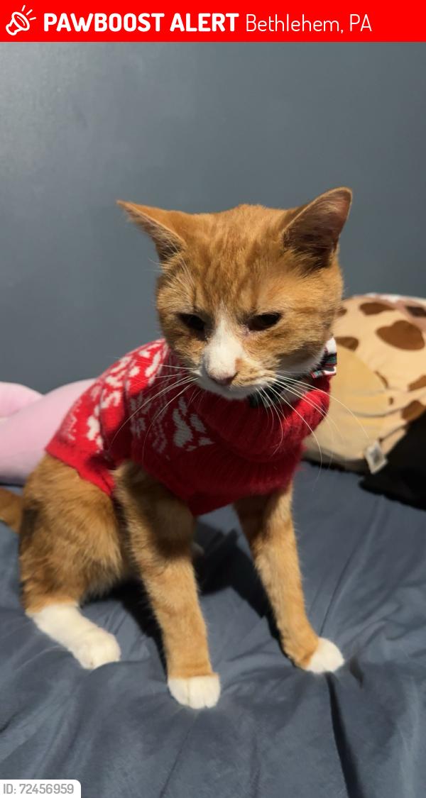 Lost Male Cat last seen W Union blvd and 5th Ave on the same side as Nitschmann middle school, Bethlehem, PA 18018