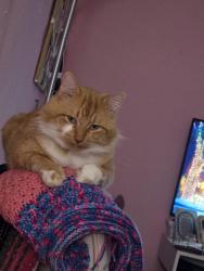 Lost Male Cat last seen Robinson and 12th St, Norman, OK 73071