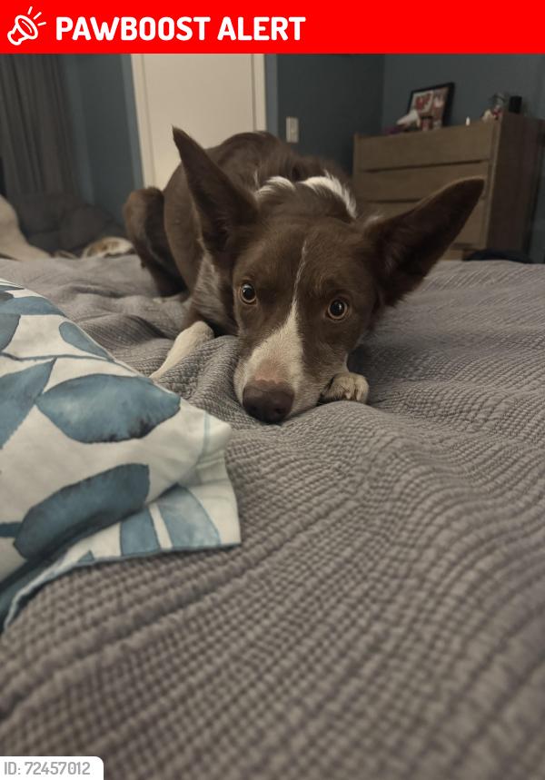 Lost Male Dog last seen Sunrise and Holiday, Deschutes County, OR 97739